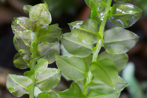 Plagiomnium cuspidatum (Woodsy Thyme-moss) (alternate view 2)