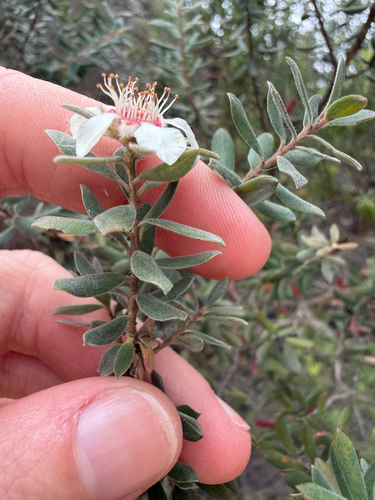 Leptospermum lanigerum (Woolly Teatree) (alternate view 5)