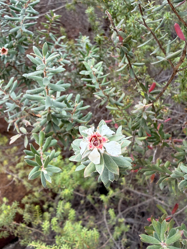 Leptospermum lanigerum (Woolly Teatree) (alternate view 4)