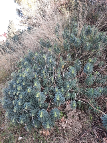 Euphorbia characias wulfenii (Mediterranean spurge) (alternate view 5)