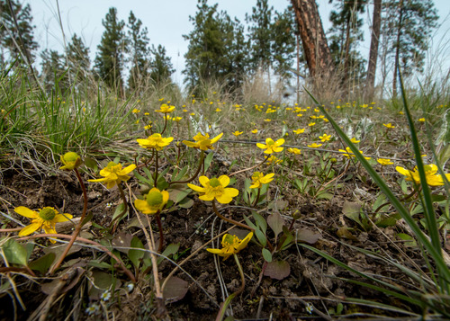 Ranunculus glaberrimus (sagebrush buttercup) (alternate view 10)