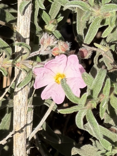 Cistus x skanbergii (alternate view 4)