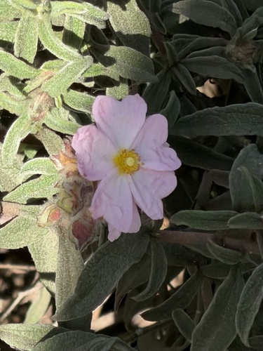 Cistus x skanbergii (alternate view 5)