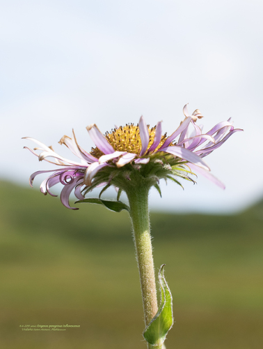 Erigeron peregrinus (Wandering Fleabane) (alternate view 6)