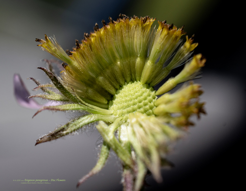 Erigeron peregrinus (Wandering Fleabane) (alternate view 7)