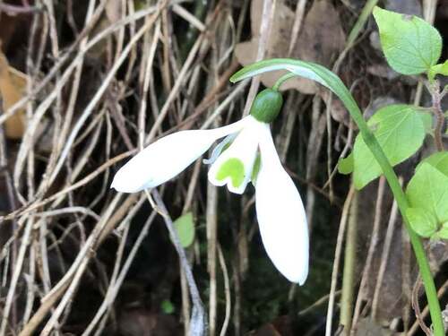 Galanthus ikariae (Ikarian Snowdrop) (alternate view 5)