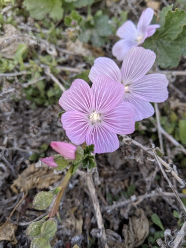 Sidalcea malviflora (Rose Checker-mallow)