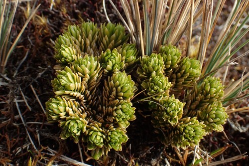 Huperzia (temperate firmosses) (alternate view 5)