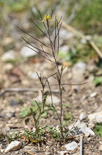 Sisymbrium irio (London rocket) (alternate view 4)