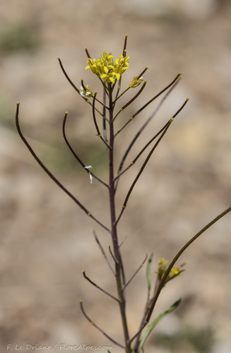 Sisymbrium irio (London rocket) (alternate view 5)