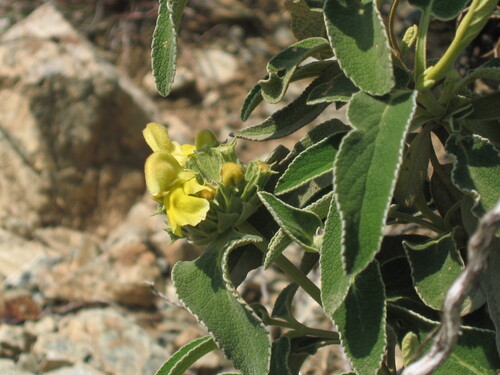 Phlomis (Lampwicks) (alternate view 8)