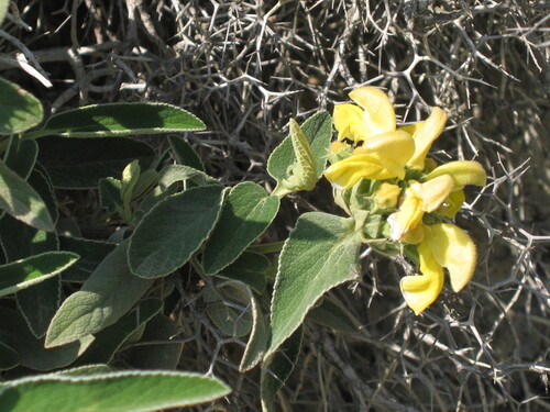 Phlomis (Lampwicks) (alternate view 10)