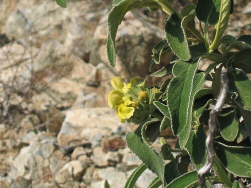 Phlomis (Lampwicks) (alternate view 9)