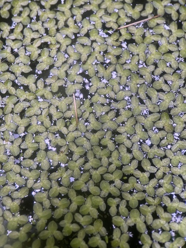 Lemna (Duckweeds) (alternate view 2)