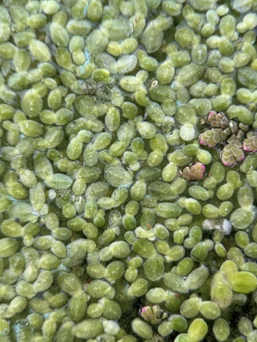 Lemna (Duckweeds) (alternate view 3)