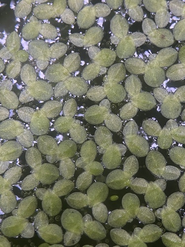 Lemna (Duckweeds)