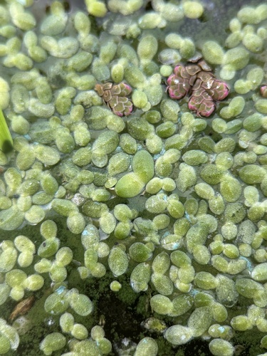 Lemna (Duckweeds) (alternate view 4)