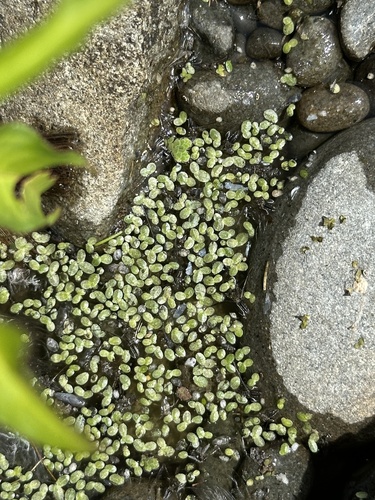 Lemna (Duckweeds) (alternate view 5)