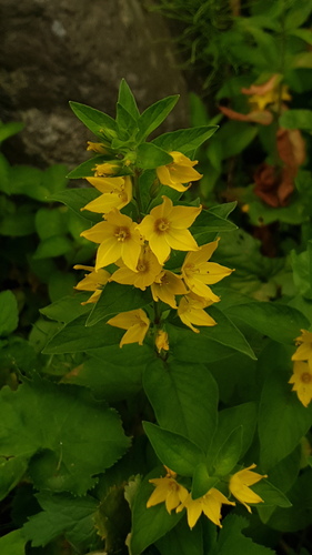 Lysimachia punctata (Dotted Loosestrife)
