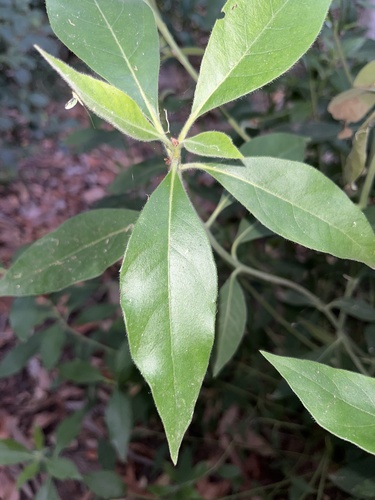 Lophostemon suaveolens (swamp box)