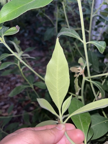 Lophostemon suaveolens (swamp box) (alternate view 2)