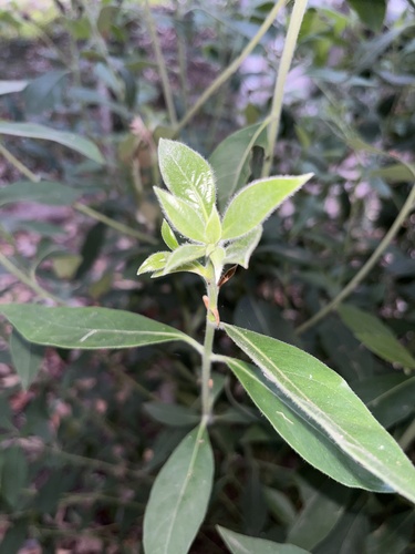 Lophostemon suaveolens (swamp box) (alternate view 3)
