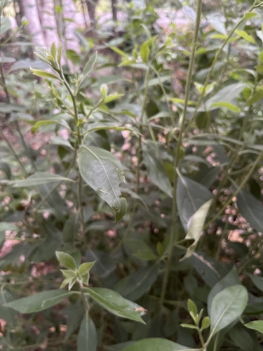 Lophostemon suaveolens (swamp box) (alternate view 4)