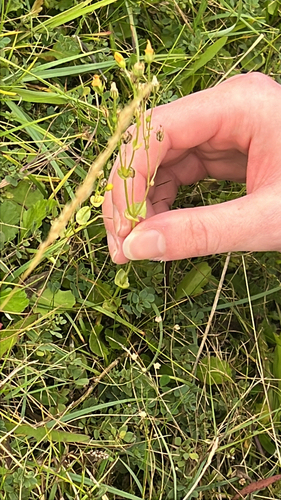 Blackstonia perfoliata (Yellow-wort)