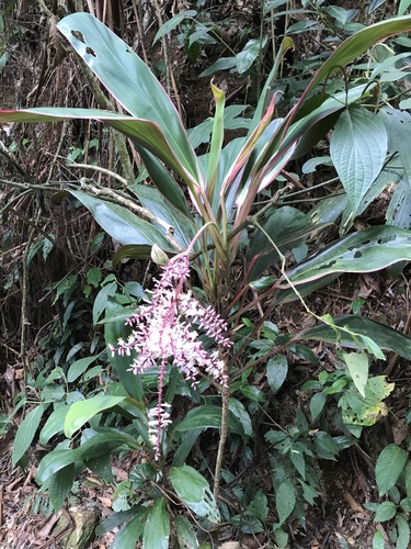 Cordyline fruticosa (Ti Plant)