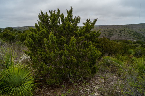 Juniperus ashei (Ashe juniper) (alternate view 5)
