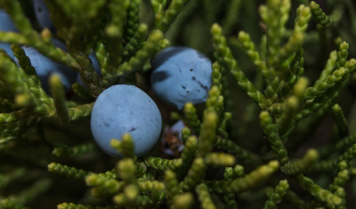Juniperus ashei (Ashe juniper) (alternate view 6)