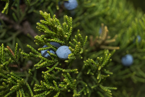 Juniperus ashei (Ashe juniper) (alternate view 7)