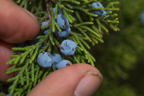 Juniperus ashei (Ashe juniper) (alternate view 9)