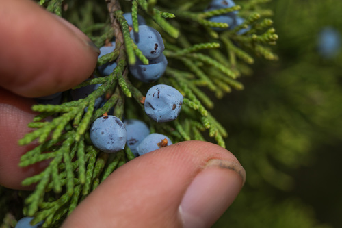 Juniperus ashei (Ashe juniper) (alternate view 8)