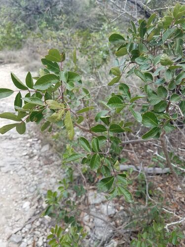 Rhus virens (evergreen sumac) (alternate view 3)
