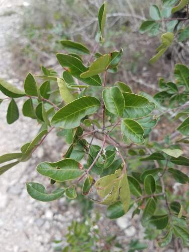 Rhus virens (evergreen sumac) (alternate view 2)