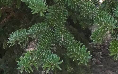 Abies numidica (Algerian Fir) (alternate view 3)