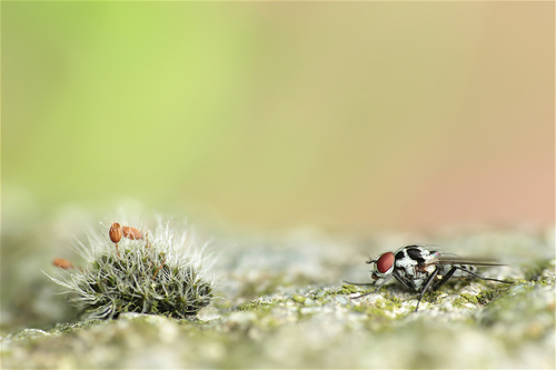 Grimmia pulvinata (Grey-cushioned Grimmia)