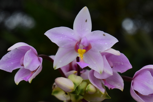 Spathoglottis