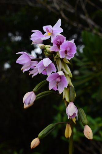Spathoglottis (alternate view 2)