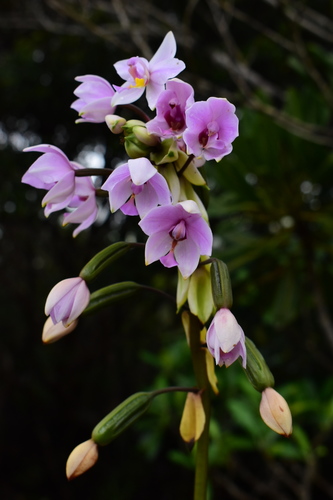 Spathoglottis (alternate view 3)