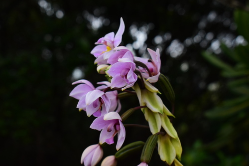 Spathoglottis (alternate view 4)
