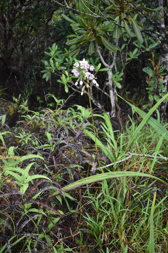 Spathoglottis (alternate view 5)