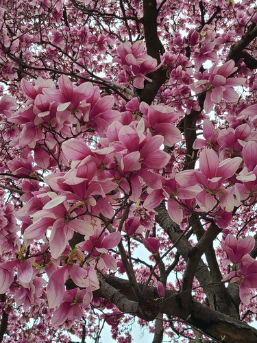 Magnolia × soulangeana (saucer magnolia)