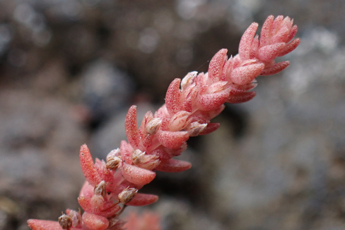 Crassula sieberiana (Australian Stonecrop) (alternate view 5)