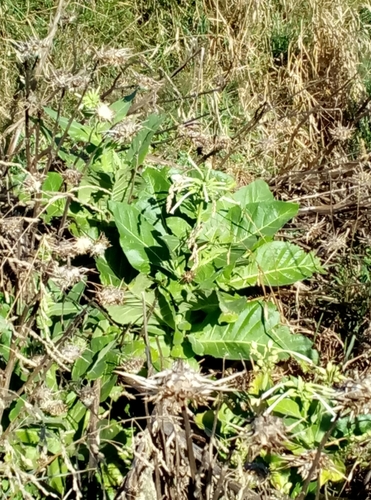 Nicotiana sylvestris (fragrant tobacco nightshade) (alternate view 5)