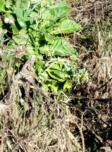 Nicotiana sylvestris (fragrant tobacco nightshade) (alternate view 6)