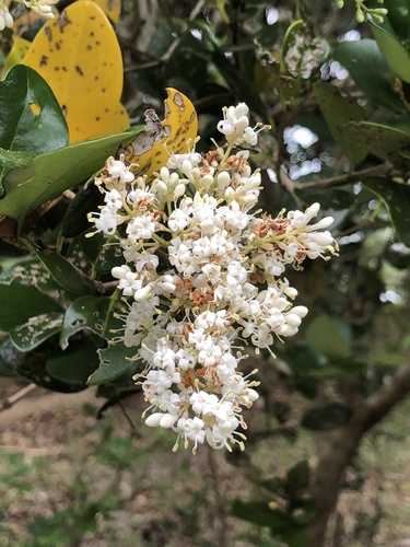 Ligustrum japonicum (Waxleaf Privet) (alternate view 7)