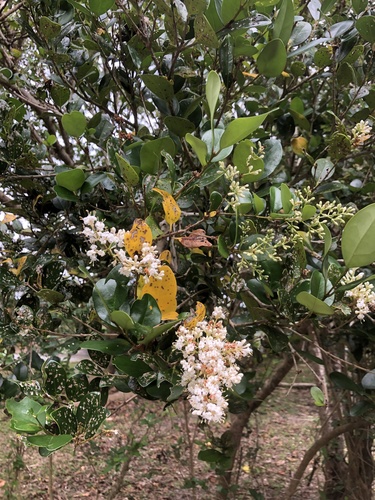 Ligustrum japonicum (Waxleaf Privet) (alternate view 6)