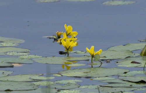 Nymphoides peltata (water fringe)